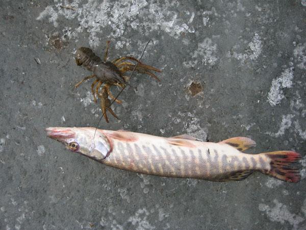 Рыбалка на Ахтубе фото 19